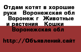 Отдам котят в хорошие руки - Воронежская обл., Воронеж г. Животные и растения » Кошки   . Воронежская обл.